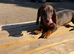 1 female teckel puppy for sale 14 weeks old
