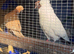 Breeding pair of Nun pigeons