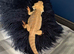 Bearded dragon