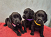 Springador Puppies READY NOW