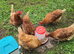 Pair/trio of Brahma hens wanted