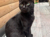 TWO FEMALE CATS NEED LOVING HOME/S