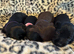 Stunning Miniature Dachshund x Cocker Spaniel Puppies