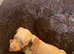 Miniature dachshund