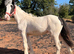 12mth cob filly