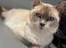 Beautiful ragdoll cross kittens