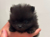 Tea cup Pomeranians