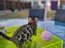 1 female bengal available