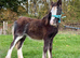 Super Cute Blagdon Cob Colt
