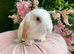 Mini lops