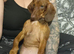 dachshund cross cocker spaniel