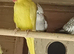 Yellow ringneck female