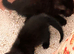 Turkish Angora cross, 6 x Kittens, reserve your own kitten now. Ready to go in 10 days