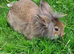 Male lionhead cross rabbits