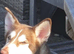 Red pedigree Siberian husky female