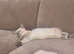 Beautiful Blue Point Ragdoll Kitten for Sale