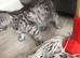 Girls and boys available Persian cross