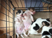 Pure Breed Jack Russell Pups