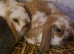 Lovely mini lops
