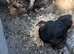 Bantam chickens