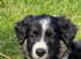 KC Reg Gorgeous Border Collie puppies