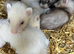 Baby ferrets
