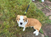 Collie cross Bassett hound