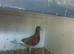for sale 3 red race birds