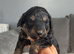 4 beautiful cockapoo puppies