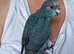 Handreared kakariki