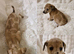 Small Roughcoated Sighthound Beddie Pups Looking 4 Homes.
