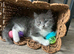 1 female and one male kitten