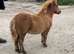 SPSBS Registered filly