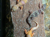 Cb26 baby leopard geckos WOW AMAZING