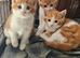 Kittens for sale