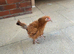 Frizzle Bantam Chicks