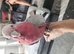 Stupid tame cookie the galah cockatoo