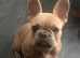 French bulldog puppy
