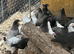 Hybrid hens for sale