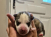 Beautiful Siberian huskys only 5 left be fast