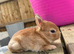 ️ Gorgeous mini Rex ️