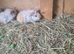 Baby guinea pigs