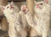 Stunning litter of Maine coon babies