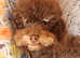 Gorgeous Ralph kc toy poodle STUD ONLY