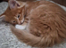 Boys Maine Coon