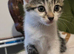 7 kittens ready now mixed boys and girls