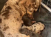 Kc registered Miniature dachshunds health clear