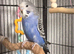 Budgies and full set up