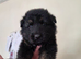 German shepherd puppies looking for forever home
