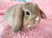 Selection of mini lop babies available